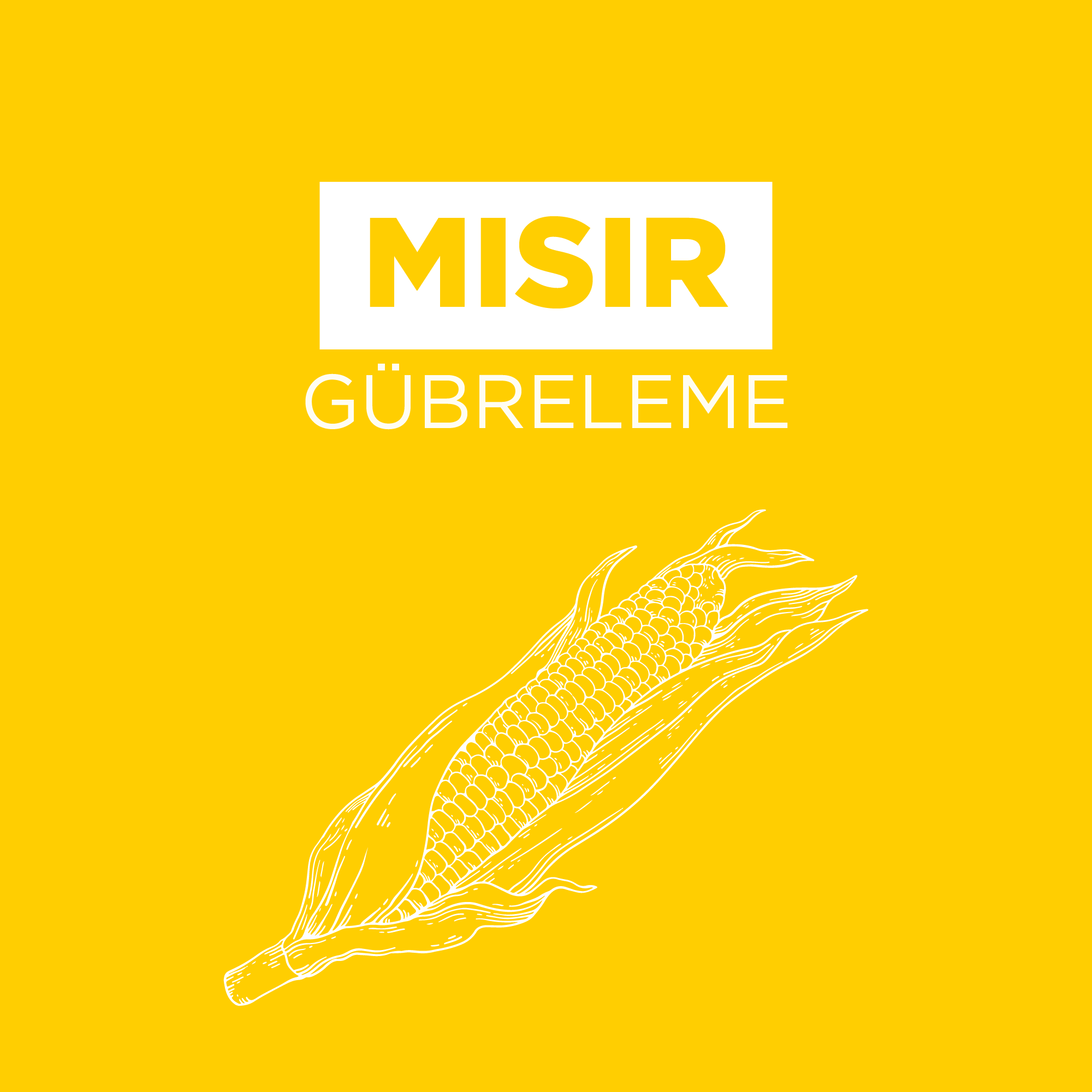 Mısır