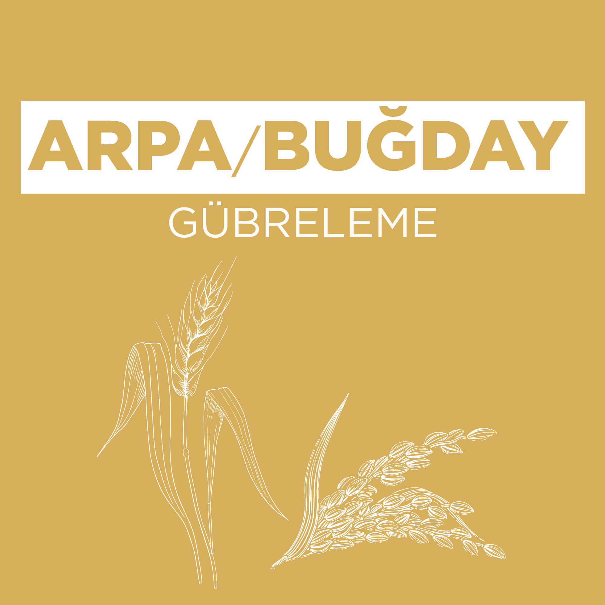 Arpa/Buğday