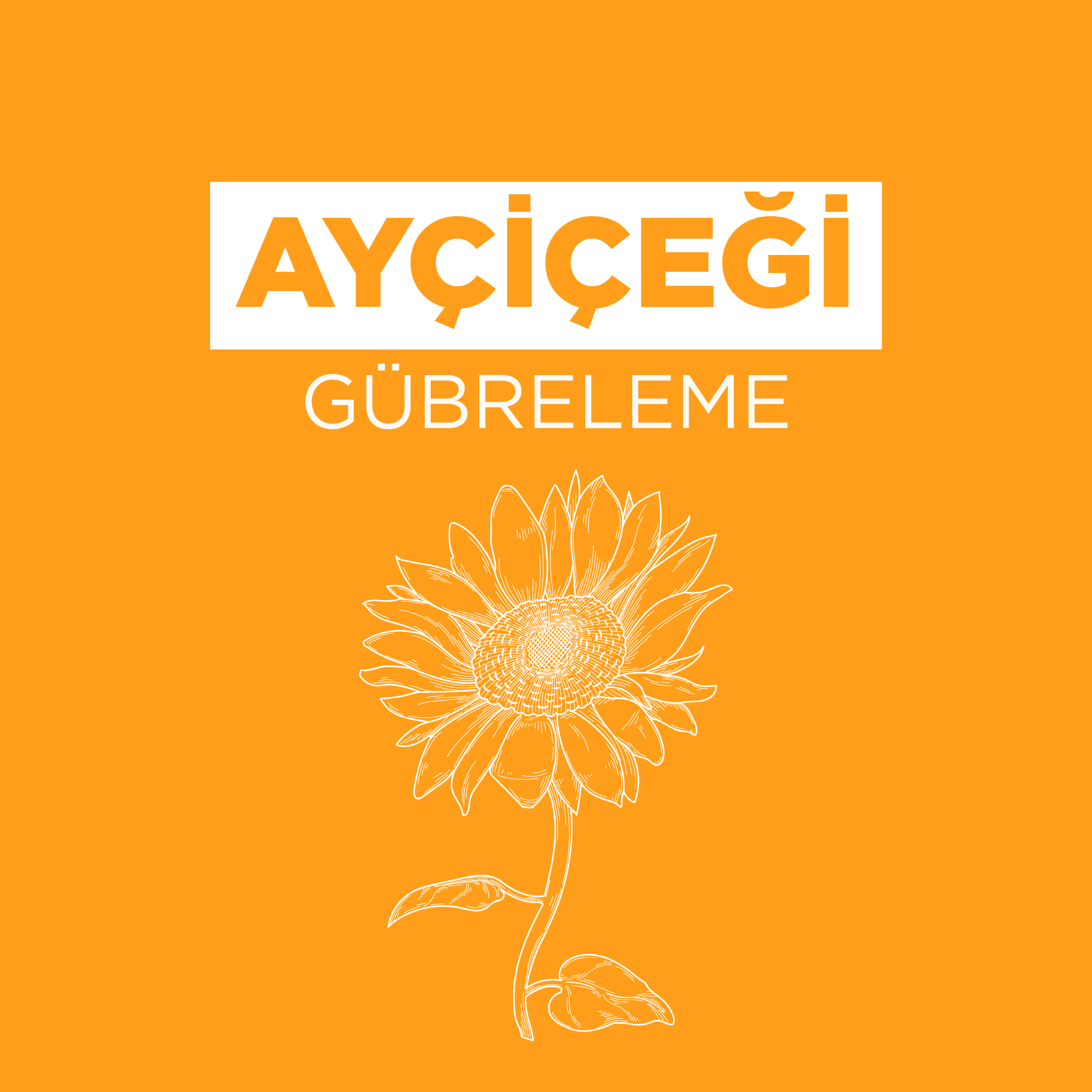 Ayçiçek